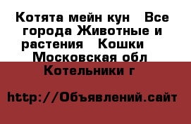 Котята мейн кун - Все города Животные и растения » Кошки   . Московская обл.,Котельники г.